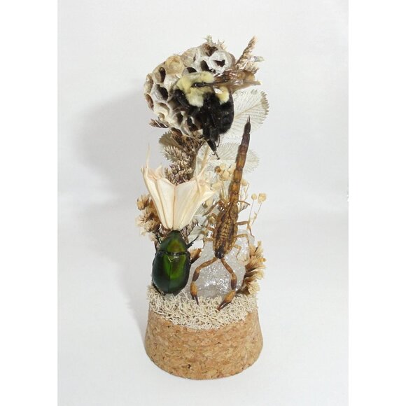 Scorpion Green Chafer Beetle Wasp Nest Bee & Crystal Oddity Jar taxidermy - Picture 3 of 16